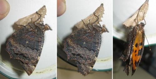 Nymphalis polychloros